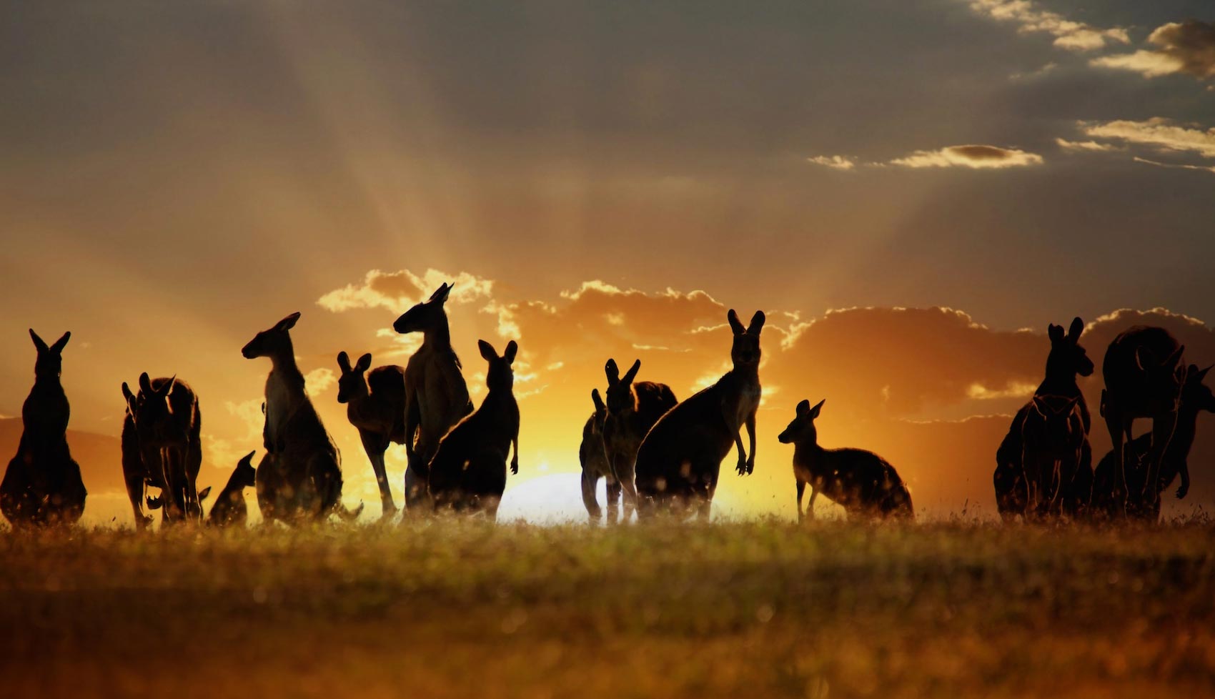 Study Tours of Australia